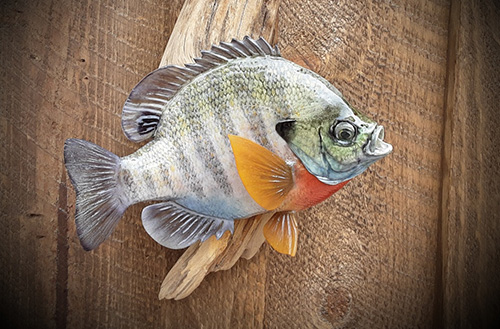 Fish Taxidermy Mount