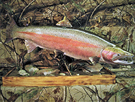 Reproduction Fish Mount