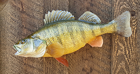 Reproduction Fish Mount